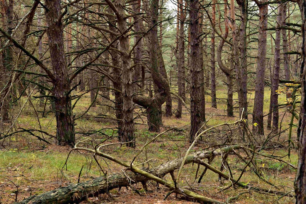 фото "дремучий лес" метки: пейзаж, 