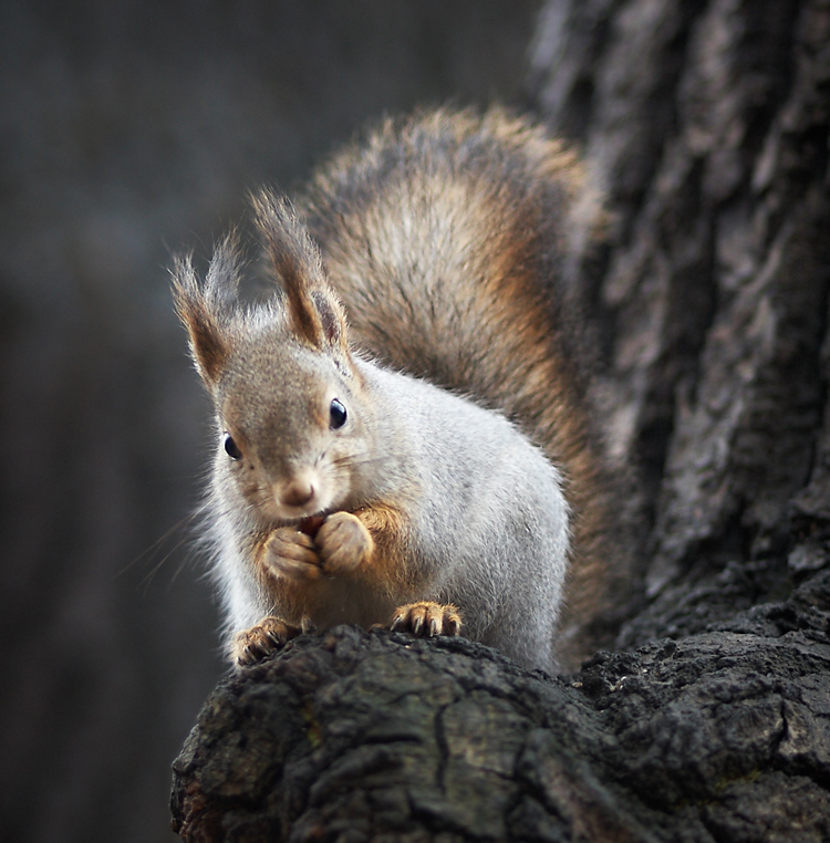 photo "***" tags: nature, portrait, misc., squirrel