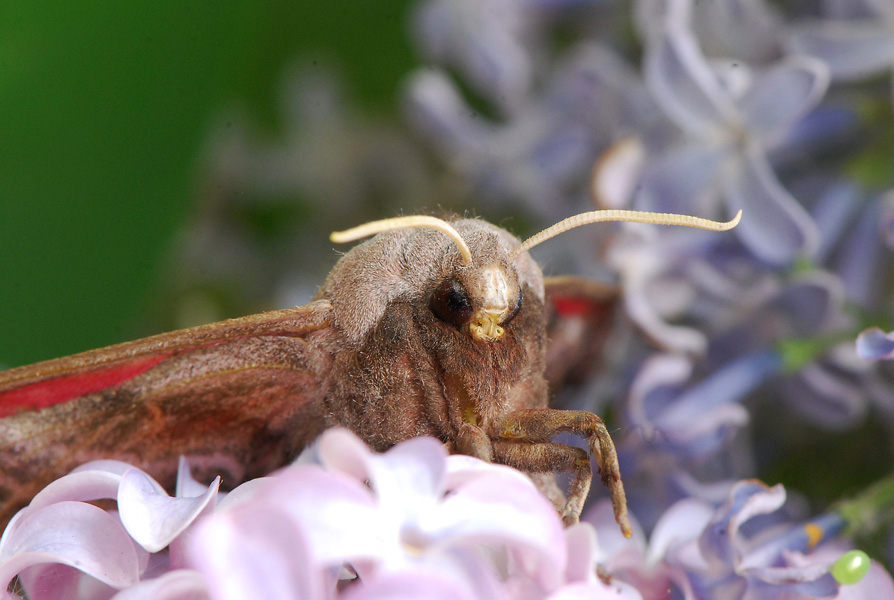 photo "***" tags: macro and close-up, insect