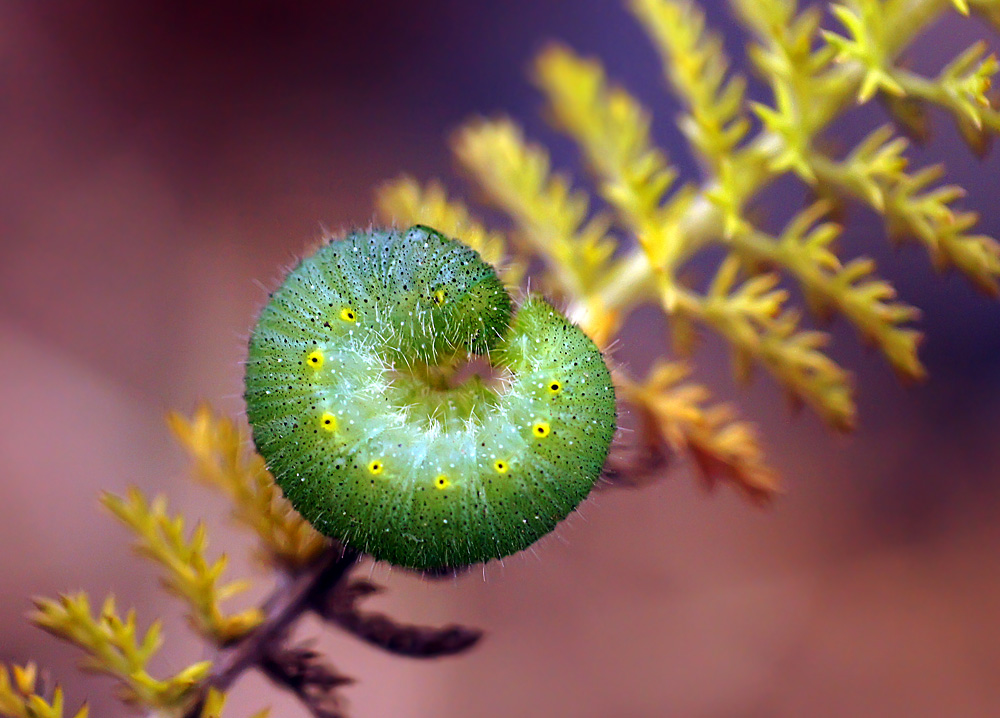 photo "гусеница" tags: macro and close-up, nature, autumn