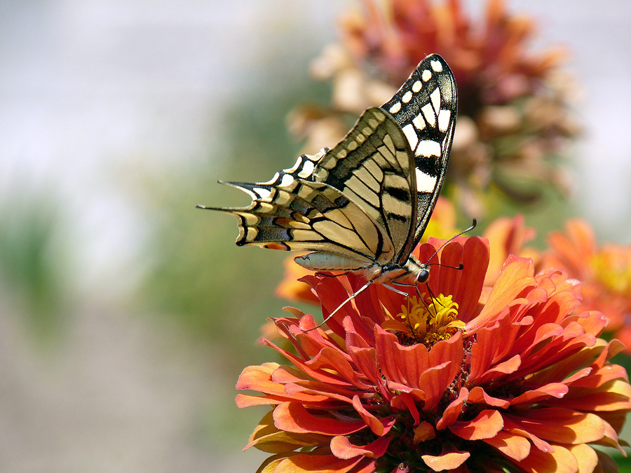 photo "***" tags: nature, insect