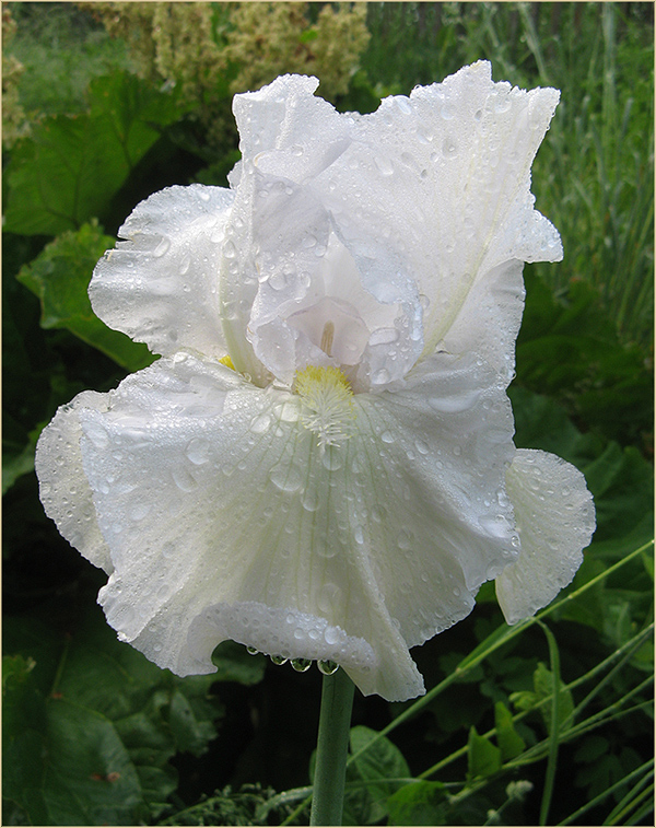 photo "Iris for Marina Agarkova" tags: nature, flowers, summer, ирисы