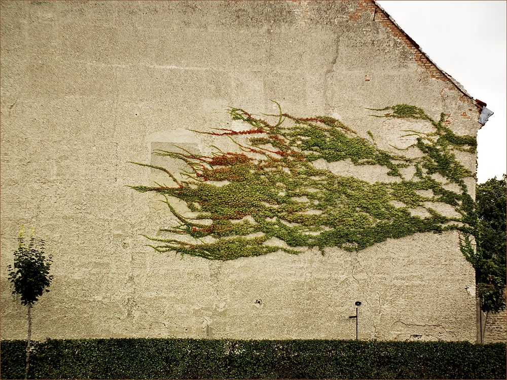 photo "Wall" tags: abstract, fragment, misc., ivy, wall, плющ, стена