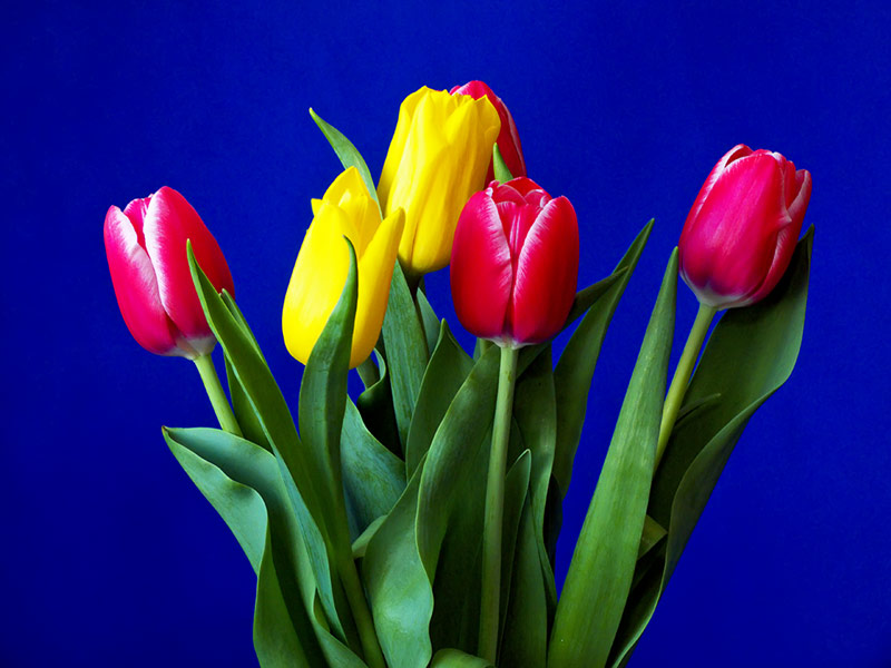 фото "Тюльпаны" метки: природа, тюльпаны, цветы