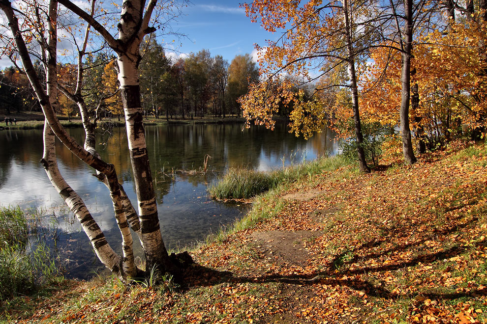 фото "***" метки: пейзаж, березы, вода, красиво