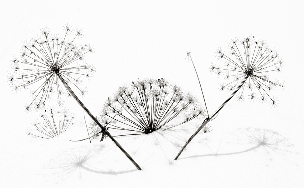 фото "зимний цветок 14" метки: природа, зонтичное, снег