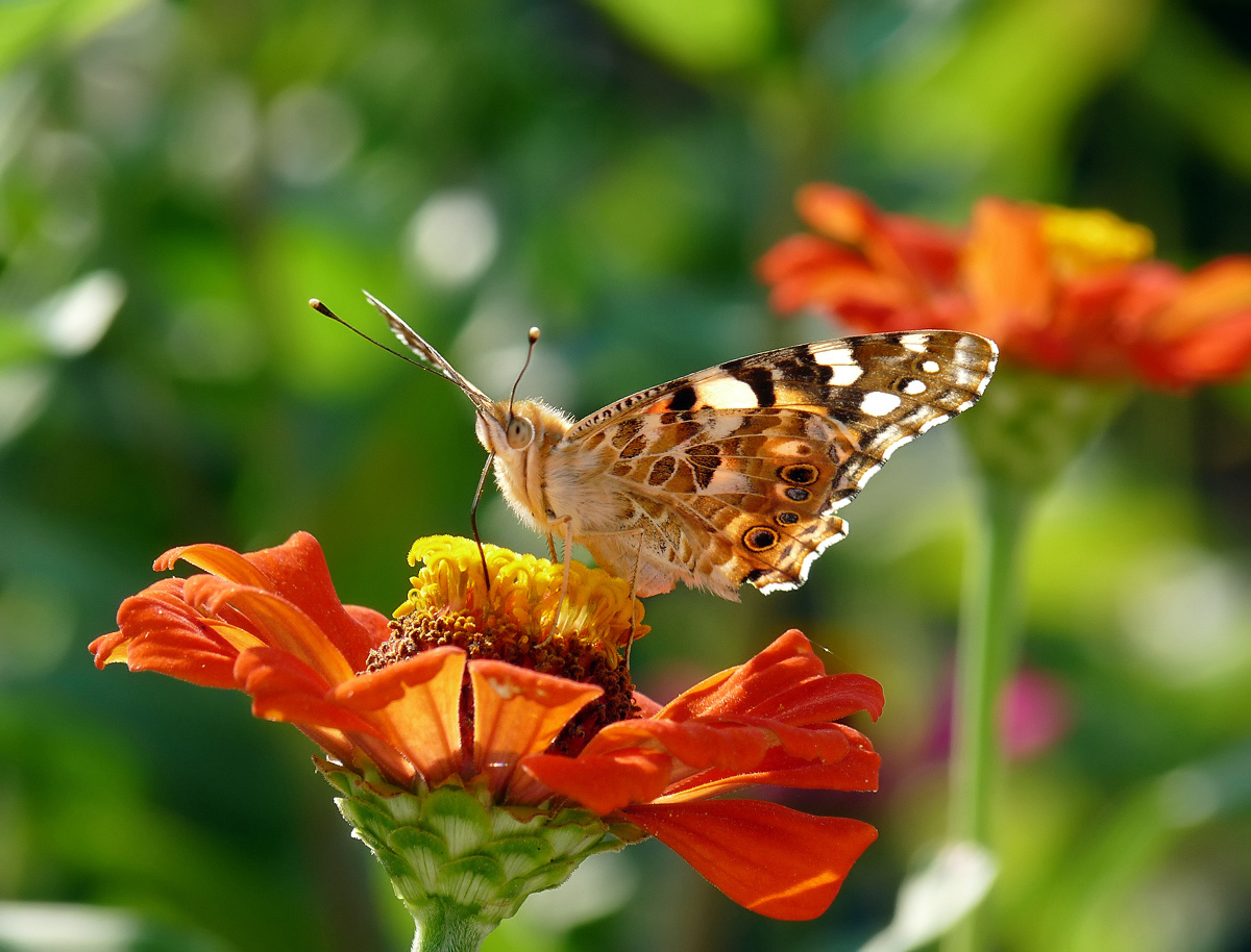 photo "***" tags: nature, insect