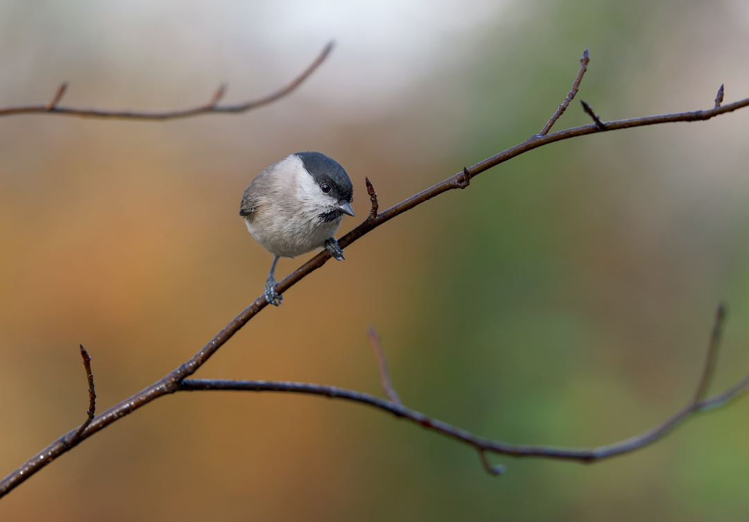 photo "Weidenmeise" tags: nature, птички