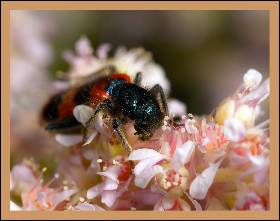 photo "***" tags: macro and close-up, 