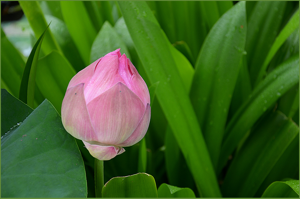 photo "***" tags: nature, flowers