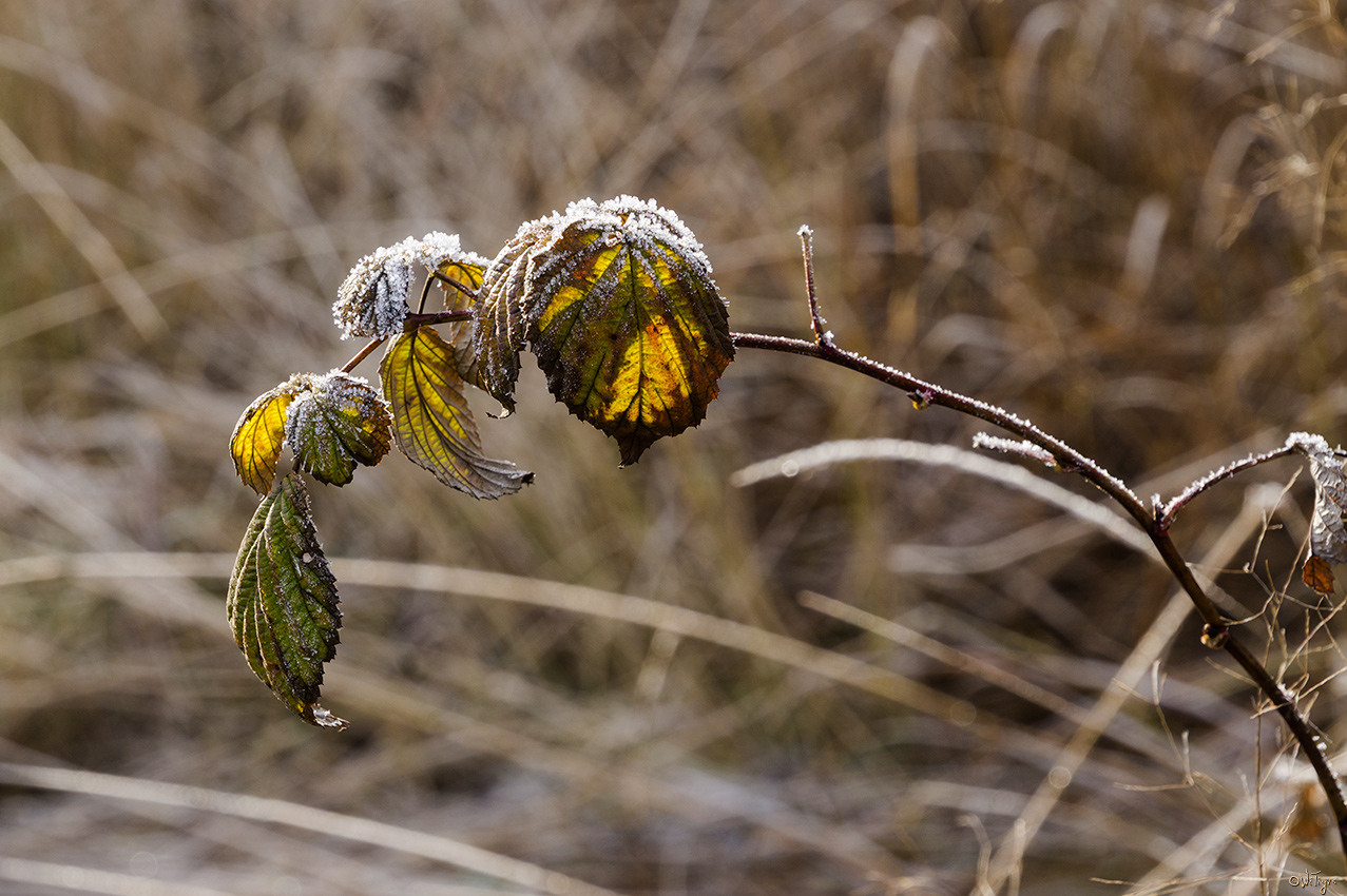 photo "***" tags: macro and close-up, autumn