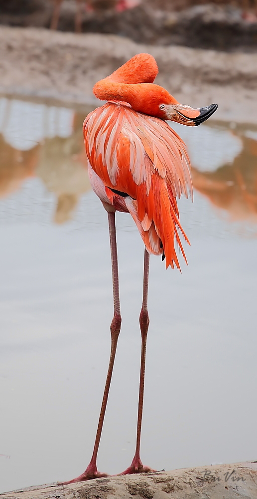 фото "Фламинго" метки: природа, вода, птица, розовый