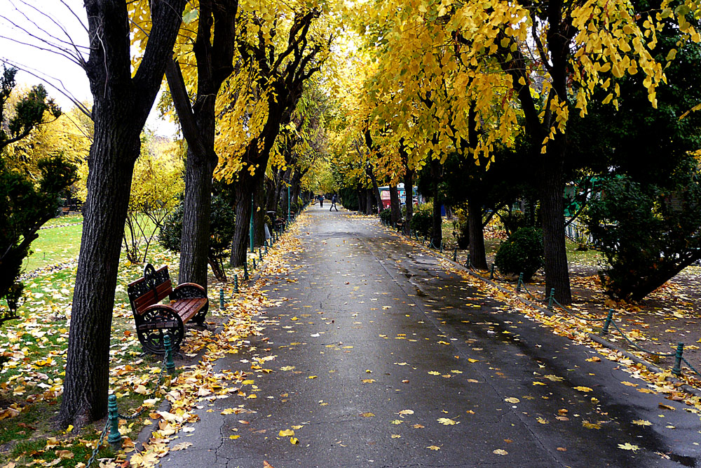 фото "Autumn has come" метки: пейзаж, город, fall, leaves, romania, yellow, Бухарест, осень, парк