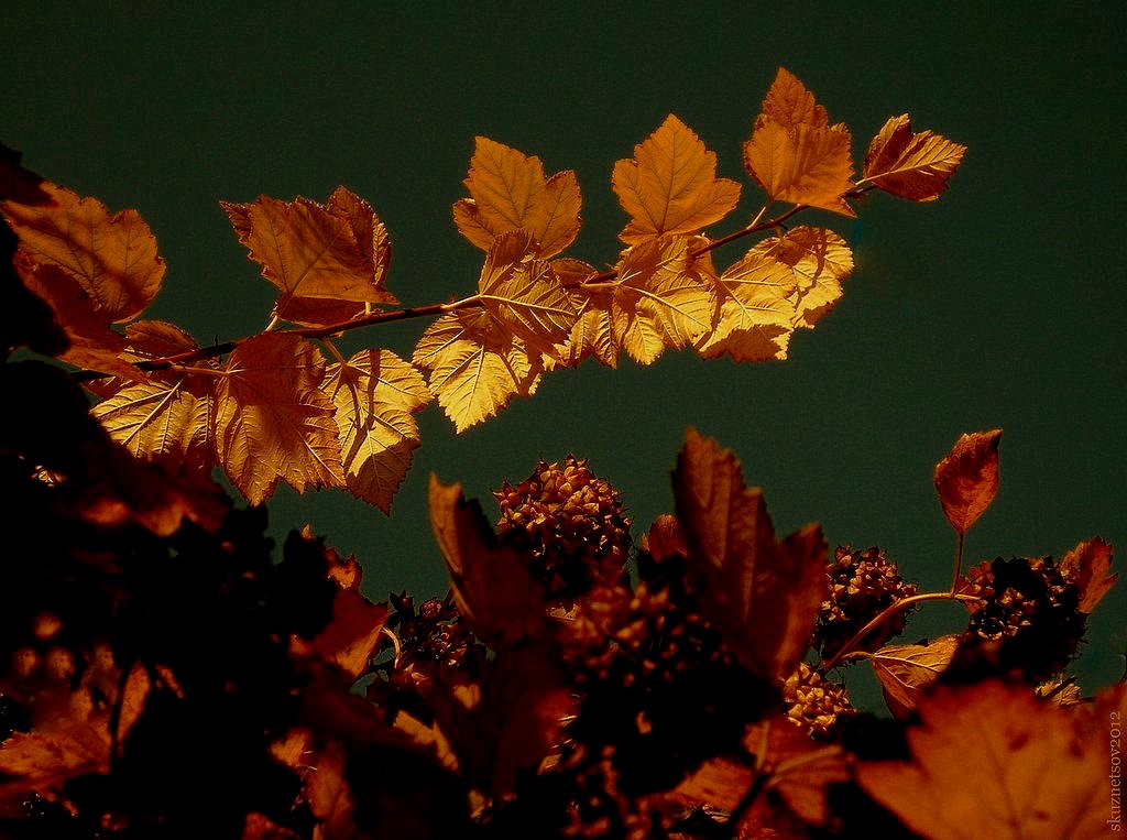 фото "Золотая Осень" метки: природа, 