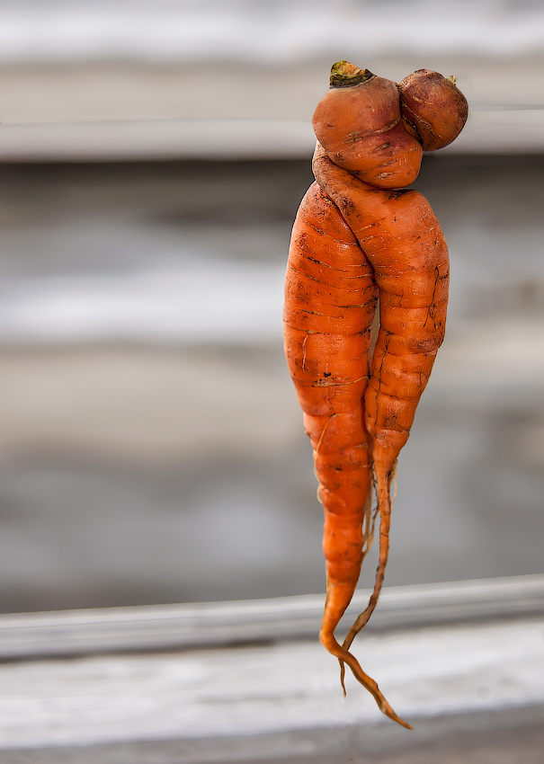 фото "Любовь-морковь" метки: юмор, природа, любовь, образы