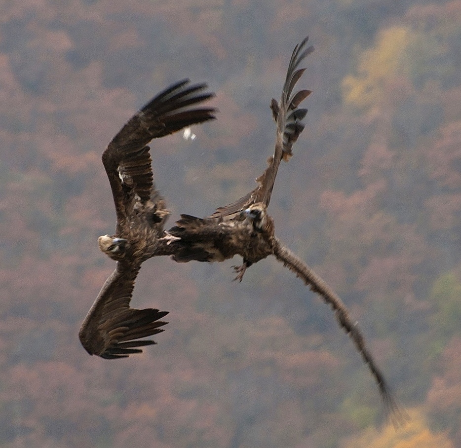 photo "***" tags: nature, flight, mountains, wings, гриф, дикие животные, размах