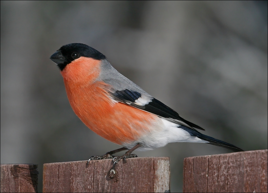 photo "Young bullfinch" tags: nature, снегири