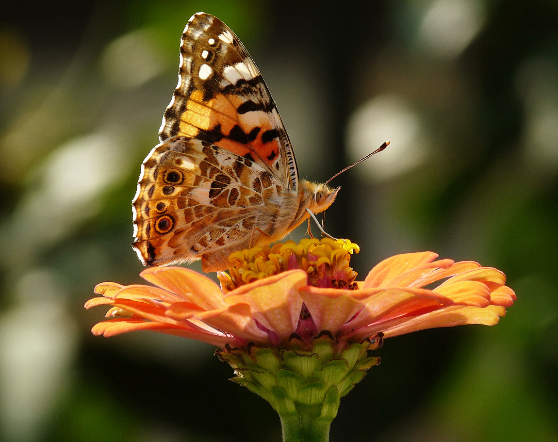 photo "***" tags: nature, insect