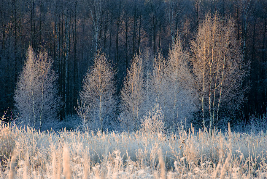 photo "***" tags: landscape, forest, sun, winter, мороз