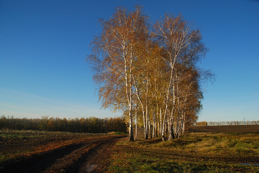 photo "***" tags: landscape, autumn, birches, земля