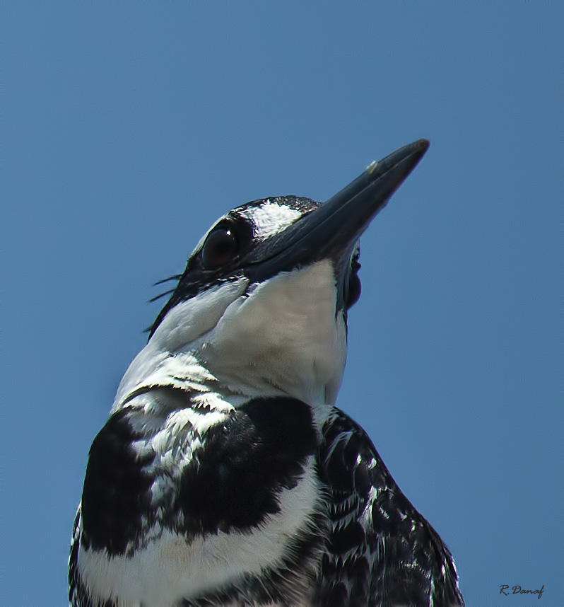 photo "King fisher" tags: travel, nature, bird