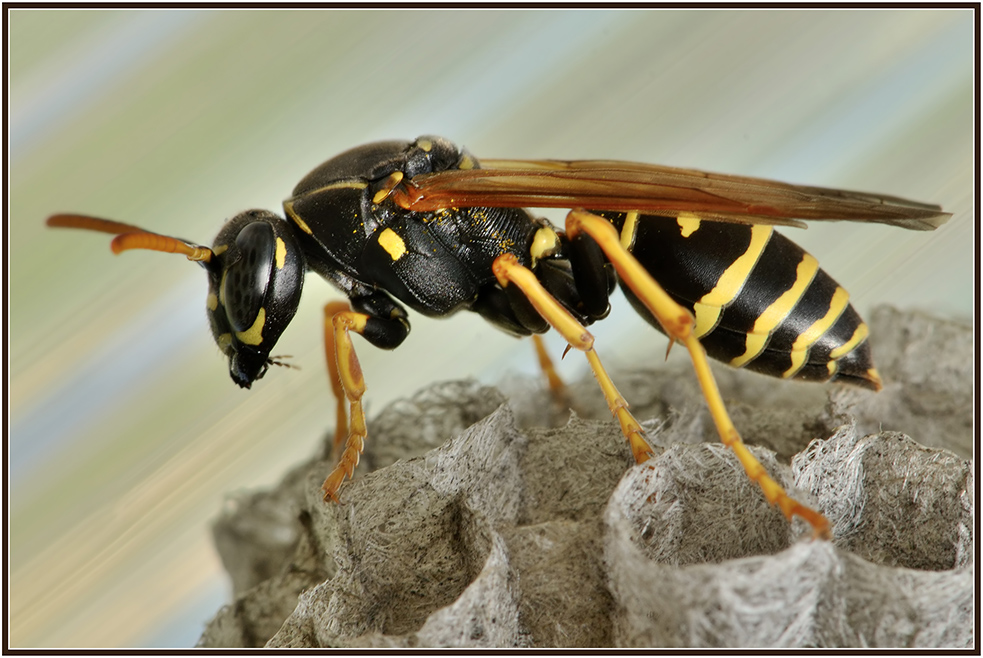 photo "***" tags: macro and close-up, insect, summer