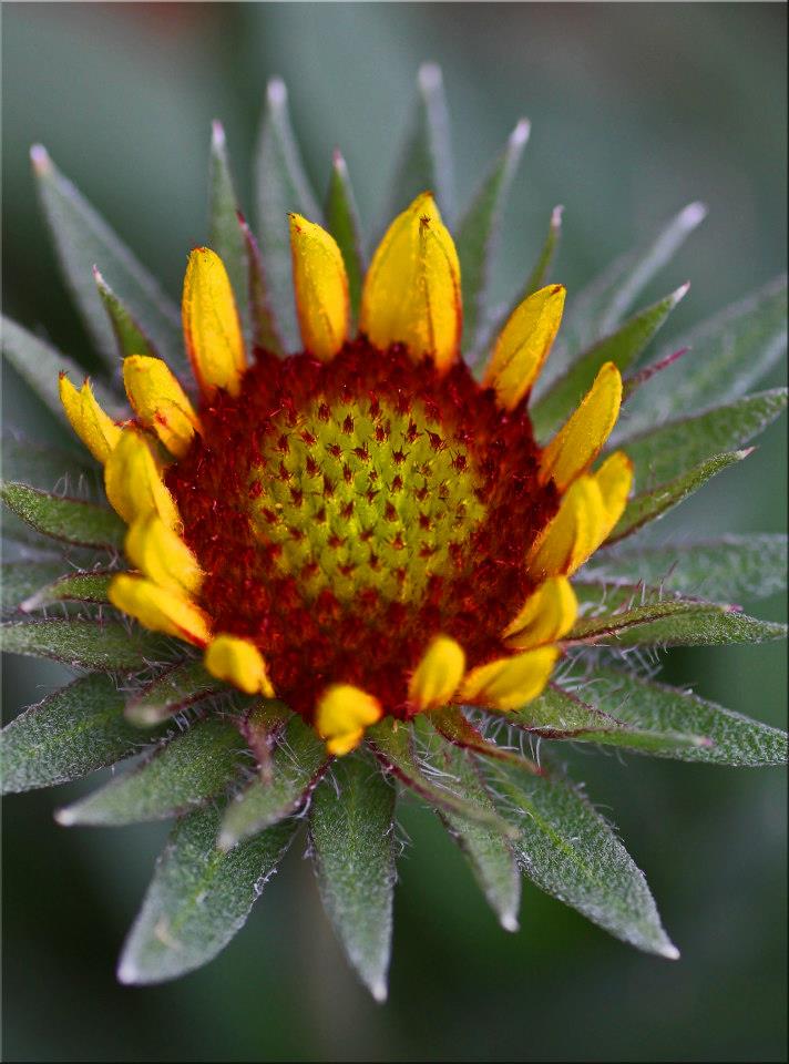 photo "***" tags: nature, macro and close-up, 