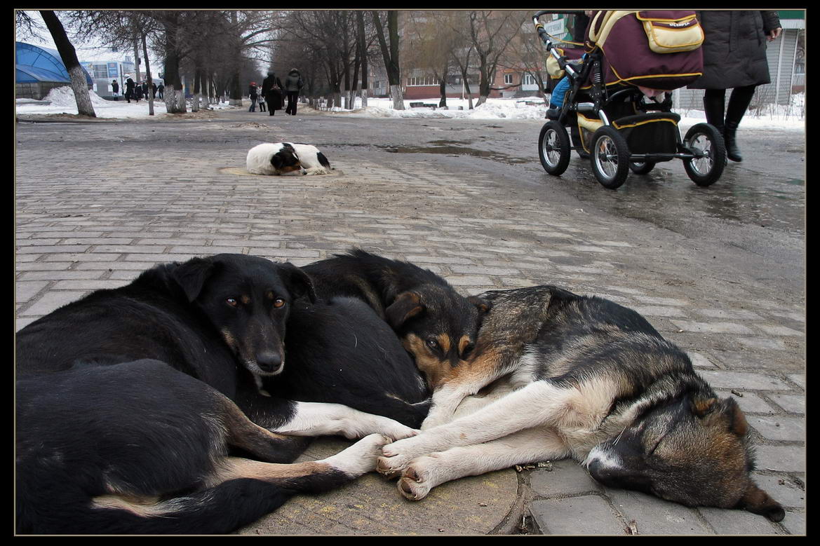 фото "Греются" метки: город, природа, 