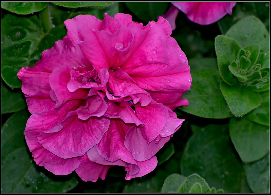 photo "***" tags: macro and close-up, nature, flowers, summer