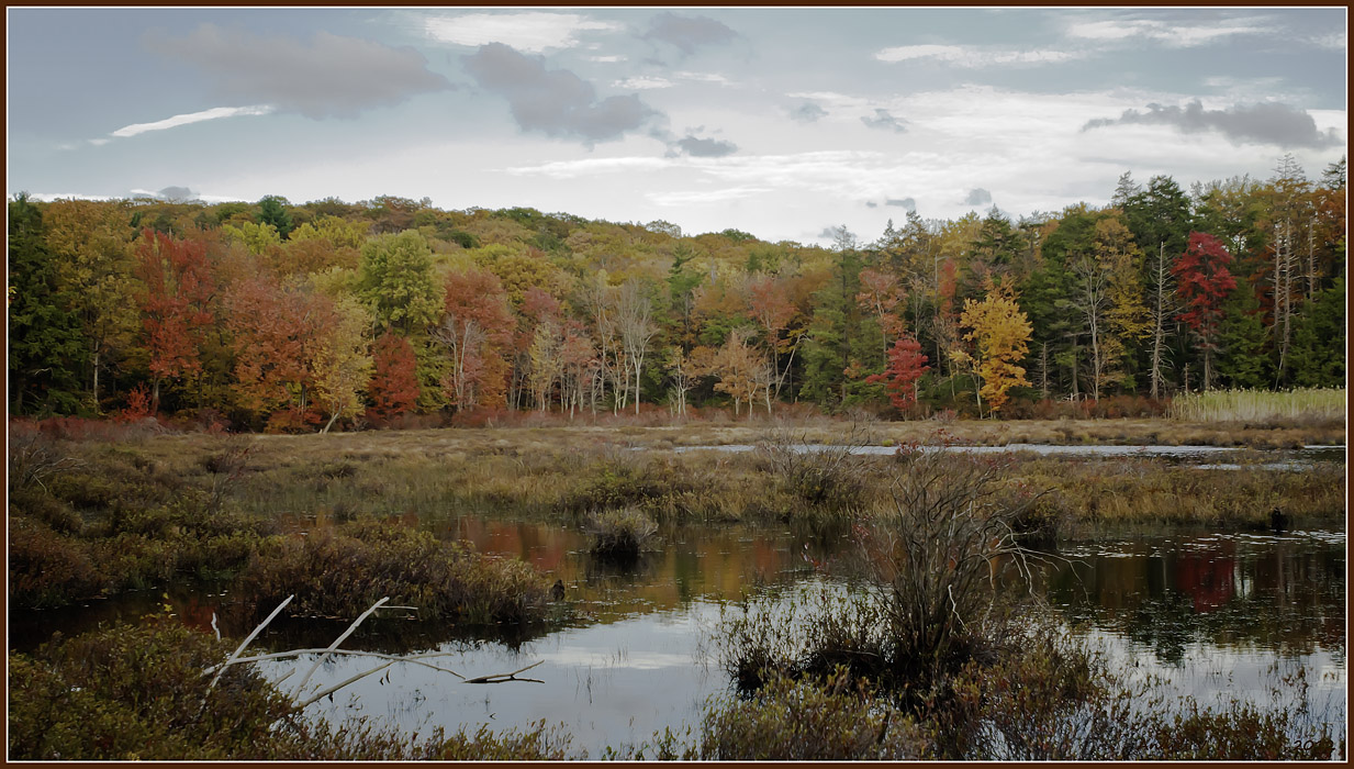 фото "Pine Swamp at Harriman State Park" метки: пейзаж, природа, Harriman State Park, foliage, лес, облака, осень