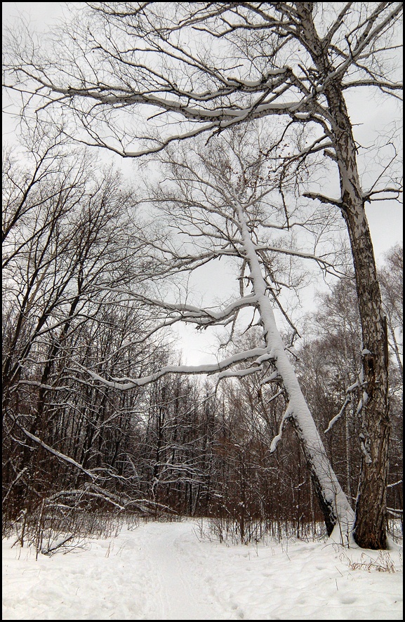 фото "Пришла зима..." метки: пейзаж, зима, лес