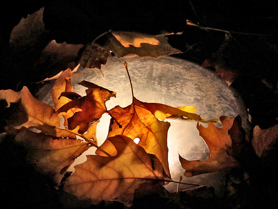 photo "The autumn pie" tags: fragment, nature, autumn, evening