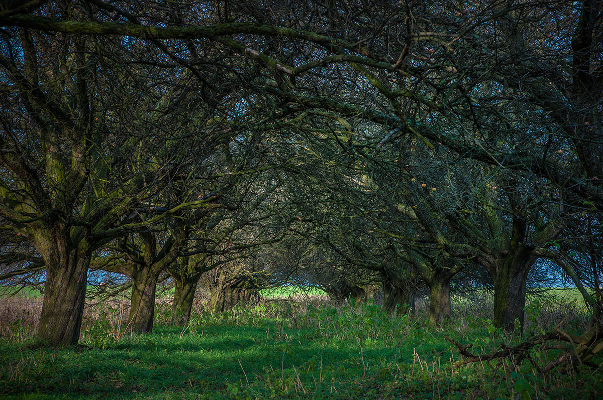 photo "appletrees" tags: landscape, 