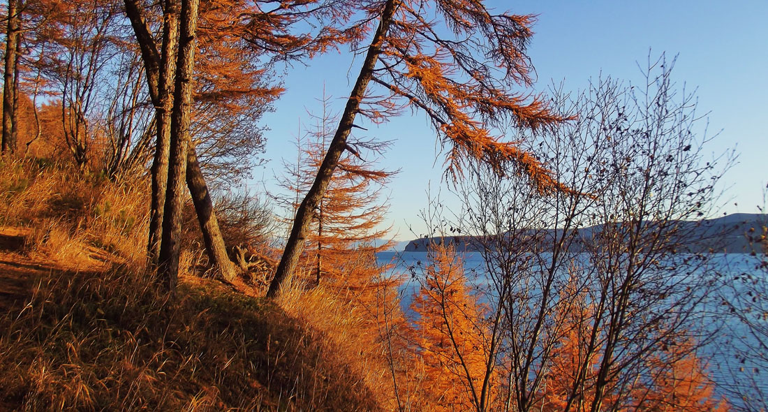 photo "***" tags: landscape, autumn, forest, sea, деревья