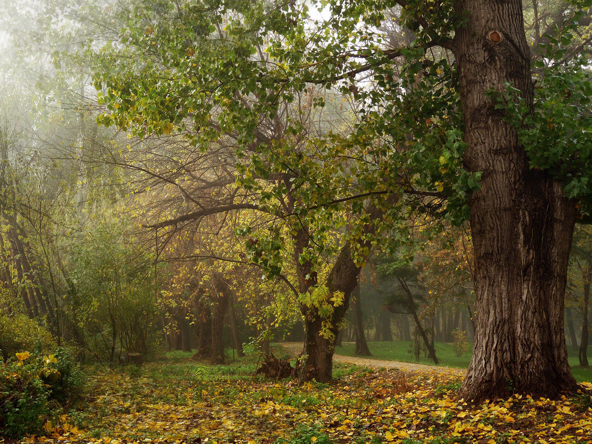 photo "***" tags: landscape, fog