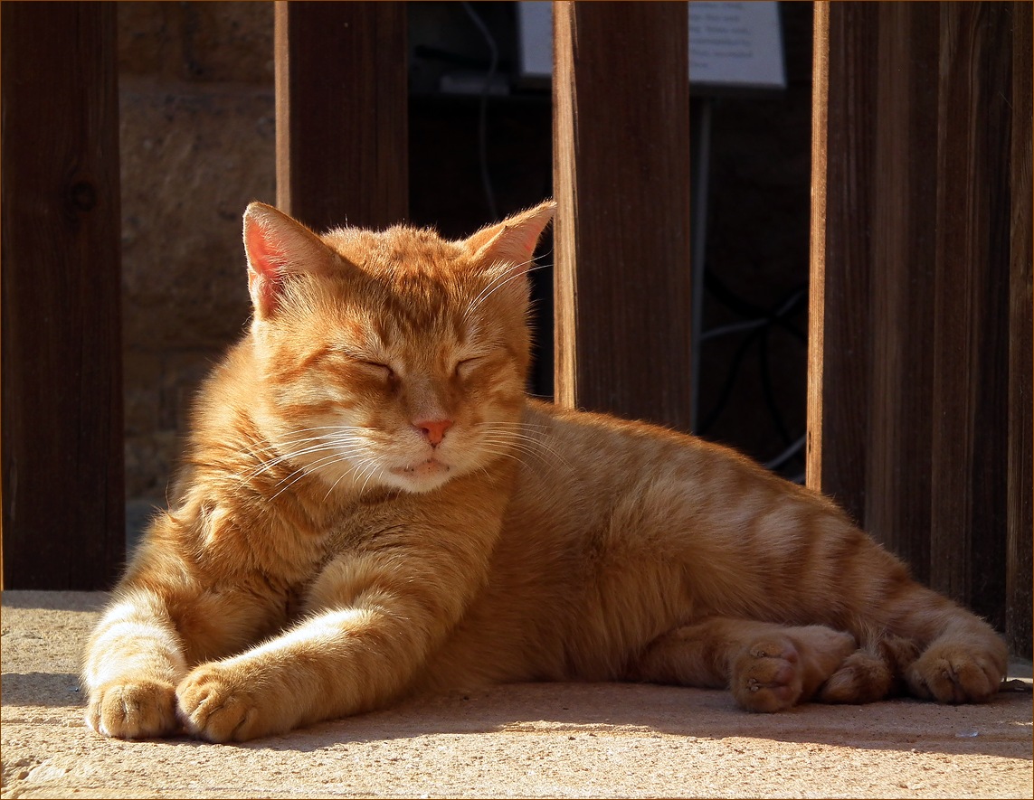 photo "Philosophical nirvana evening at sushi restaurants." tags: nature, nirvana, pets/farm animals, philosopher, нирвана, философ