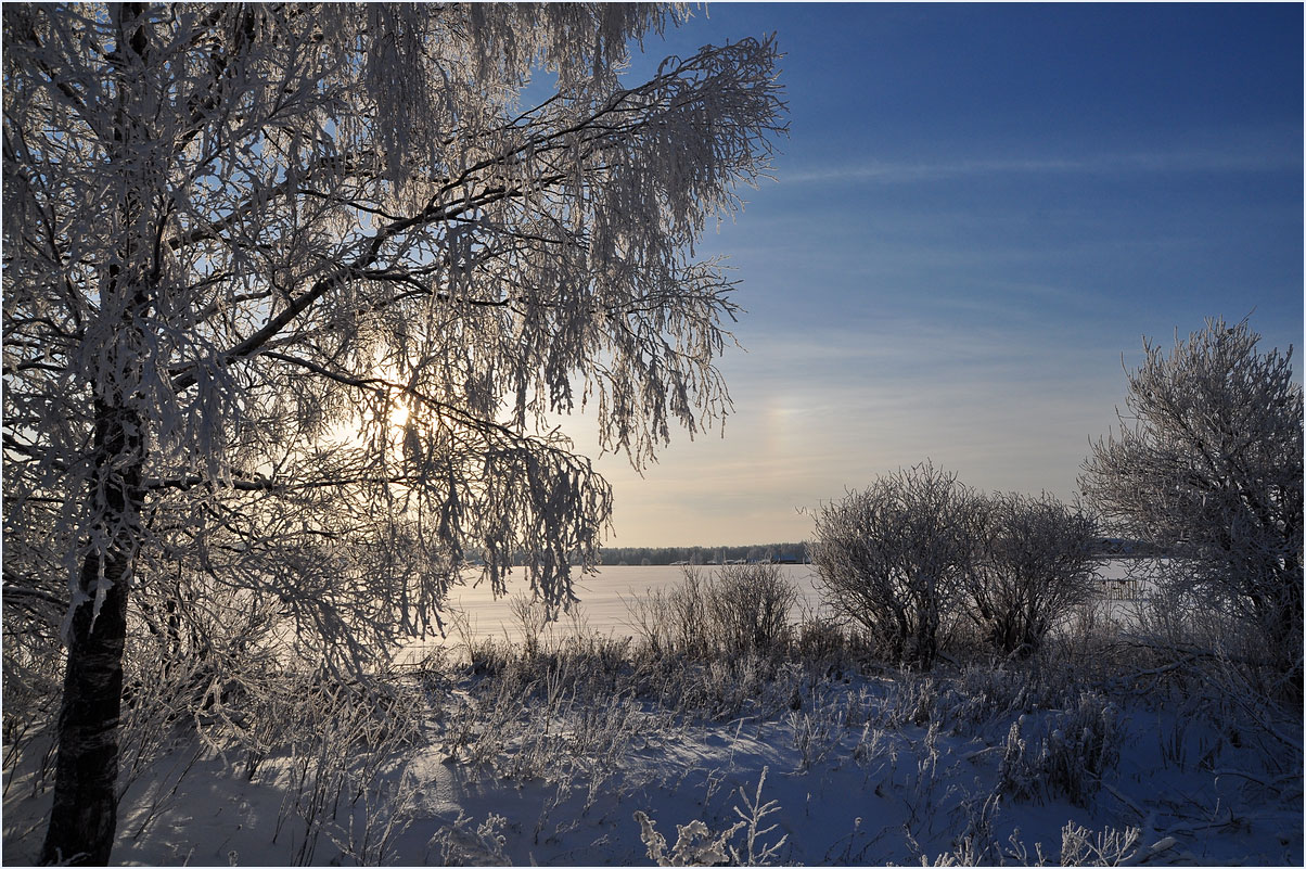 photo "***" tags: landscape, nature, birches, forest, hoarfrost, morning, sunrise, winter