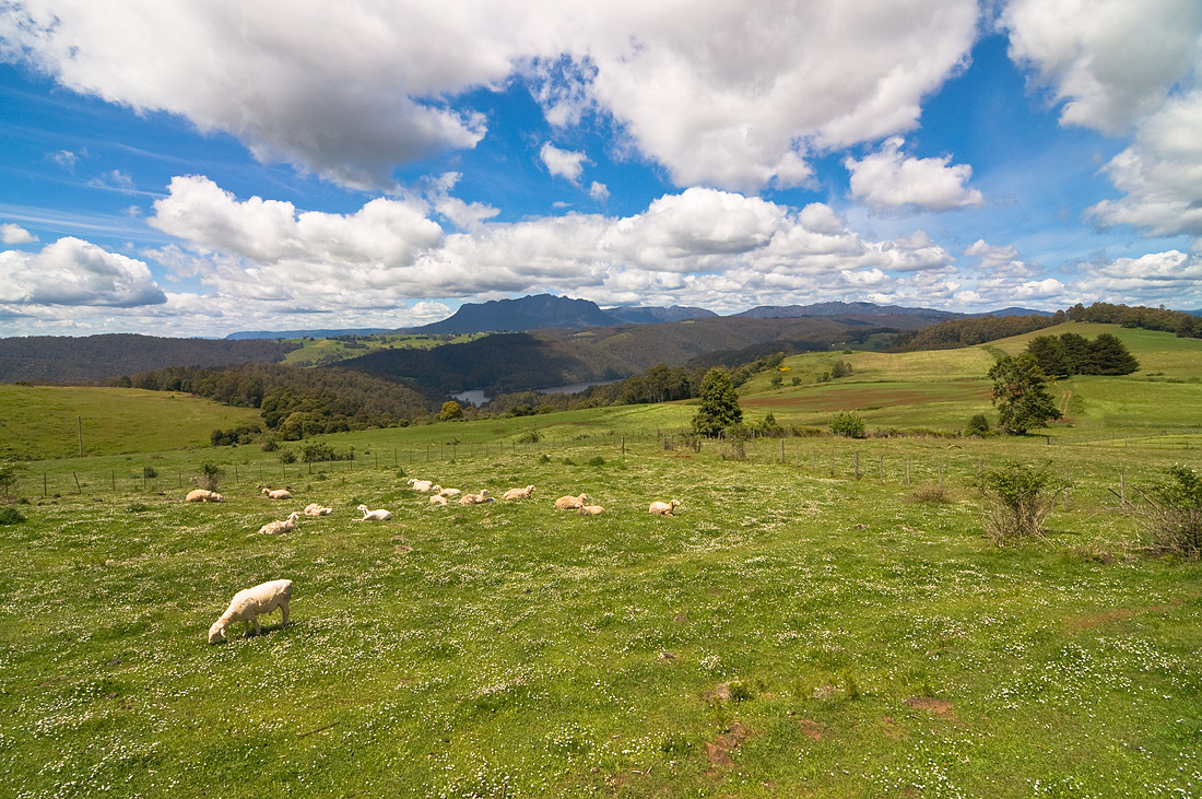 photo "Highlands of Tasmania" tags: landscape, clouds, flowers, grass, hills, mountains, sheep, sky