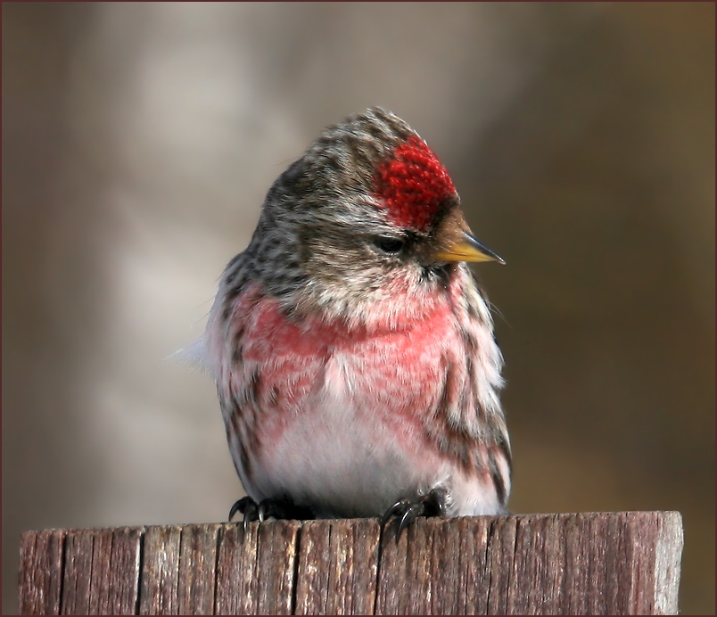 photo "Redpoll" tags: nature, птицы