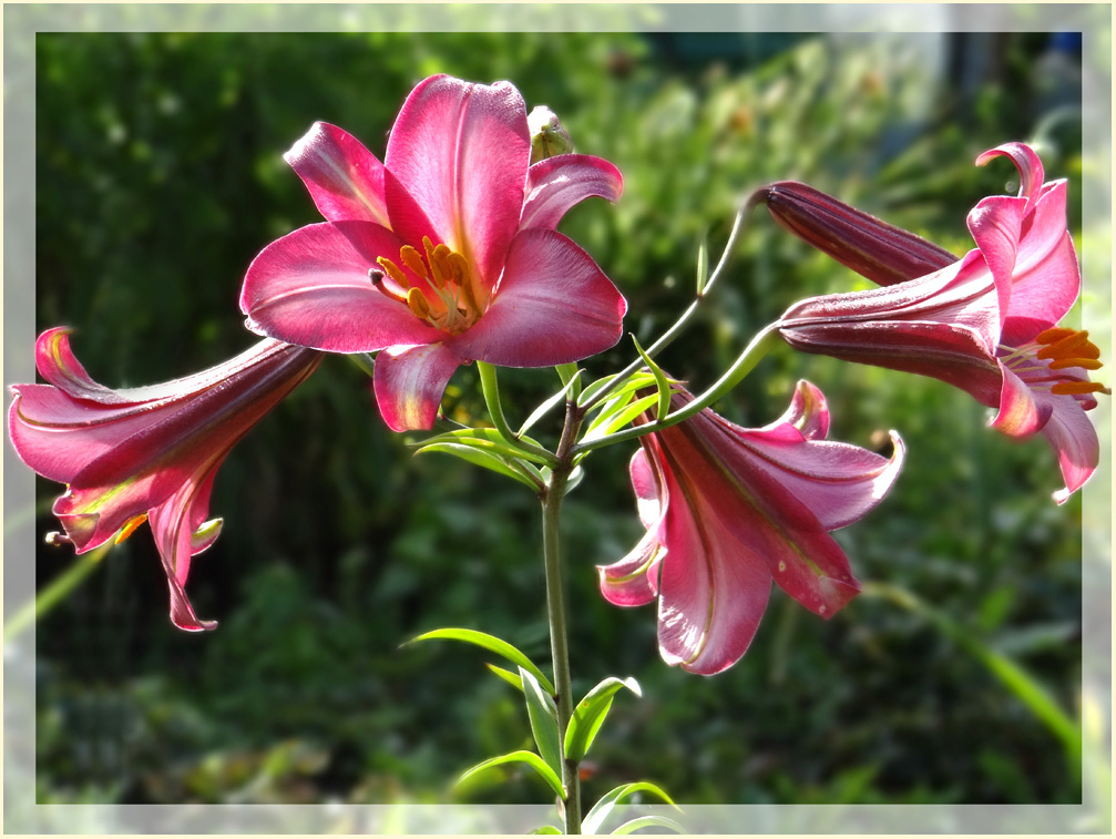 photo "***" tags: nature, flowers