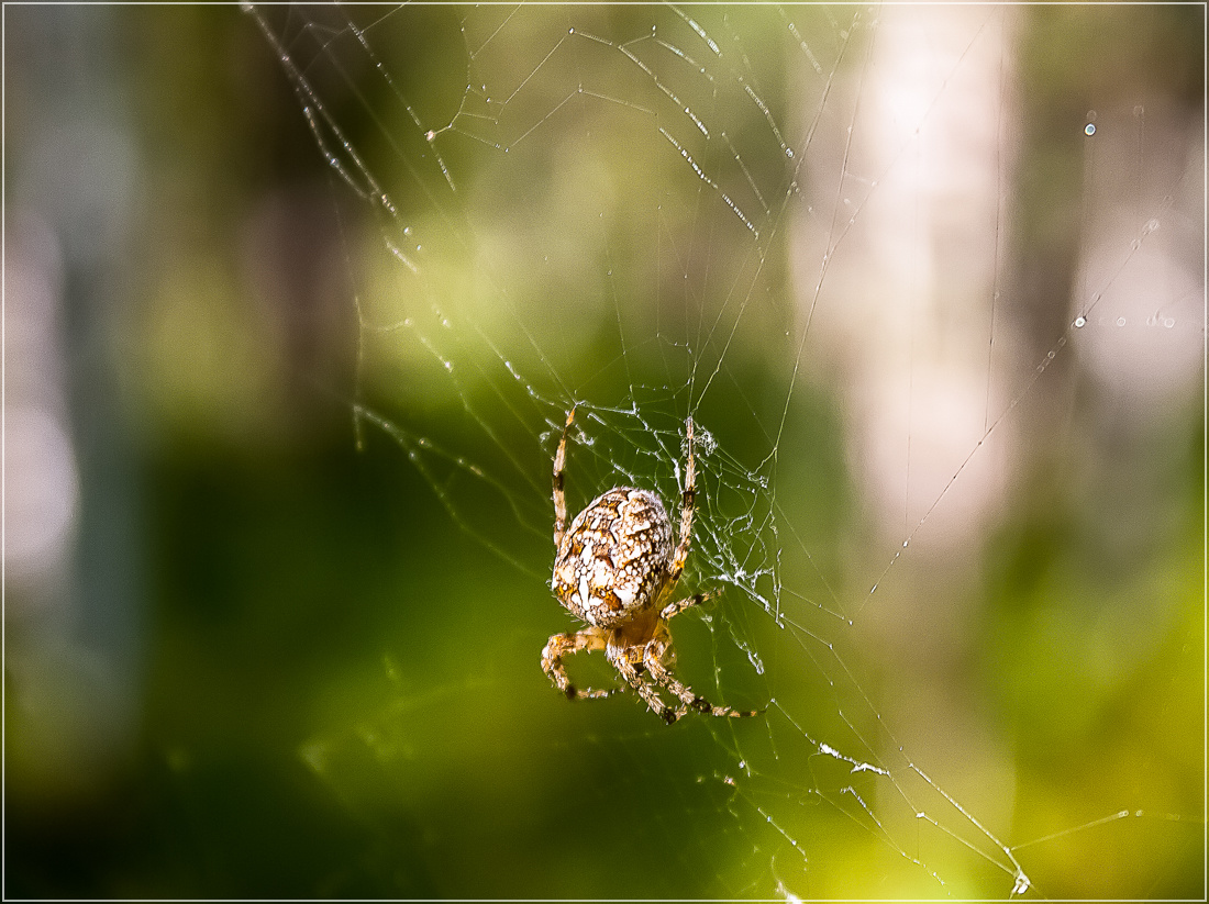 photo "***" tags: nature, macro and close-up, insect