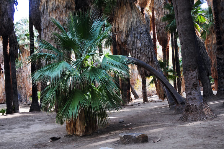 photo "Palm Springs ca" tags: landscape, 