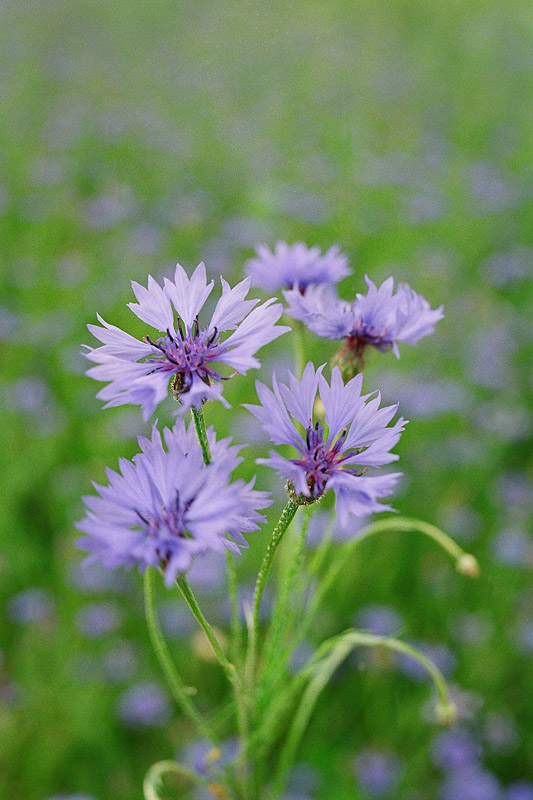 photo "***" tags: nature, flowers, summer