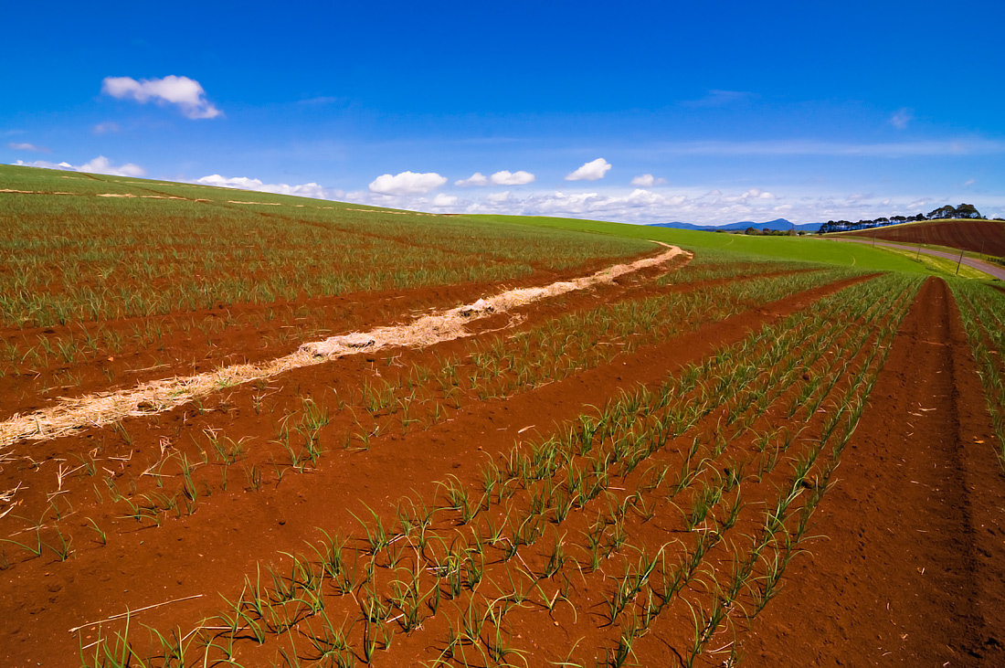 photo "Future harvest" tags: landscape, clouds, field, green, harvest, mountains, sky, summer