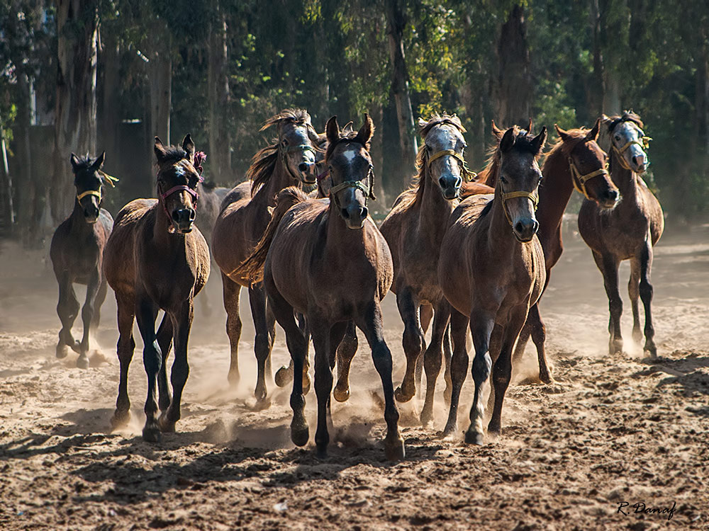 photo "Gallop 2" tags: nature, Horses