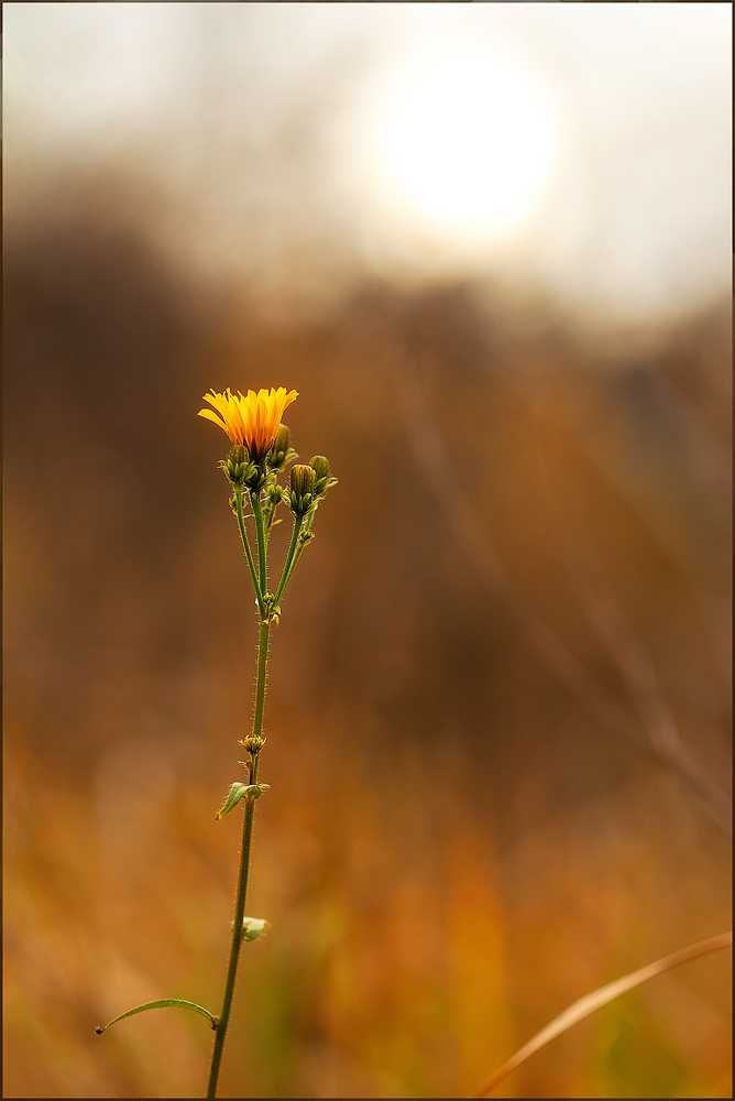 photo "***" tags: nature, landscape, field, forest, leaf, sun