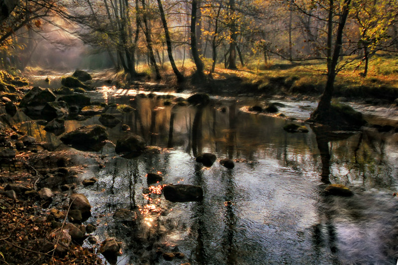 фото "Magical Forest 2" метки: пейзаж, 