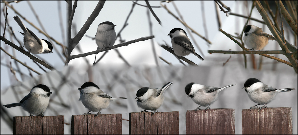 photo "Parus Montanus" tags: nature, montage, птицы