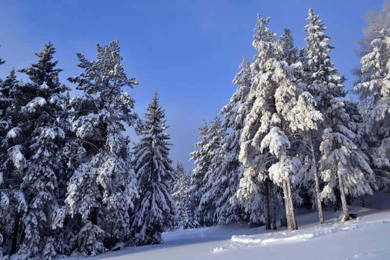 photo "***" tags: landscape, nature, winter, пейзаж.