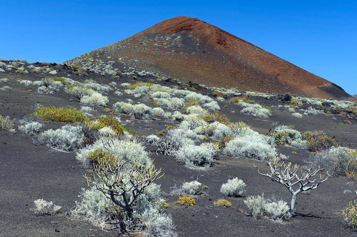 photo "***" tags: landscape, travel, nature, Europe, Spain, plant, Канарские острова, Эль Йерро, земля, флора